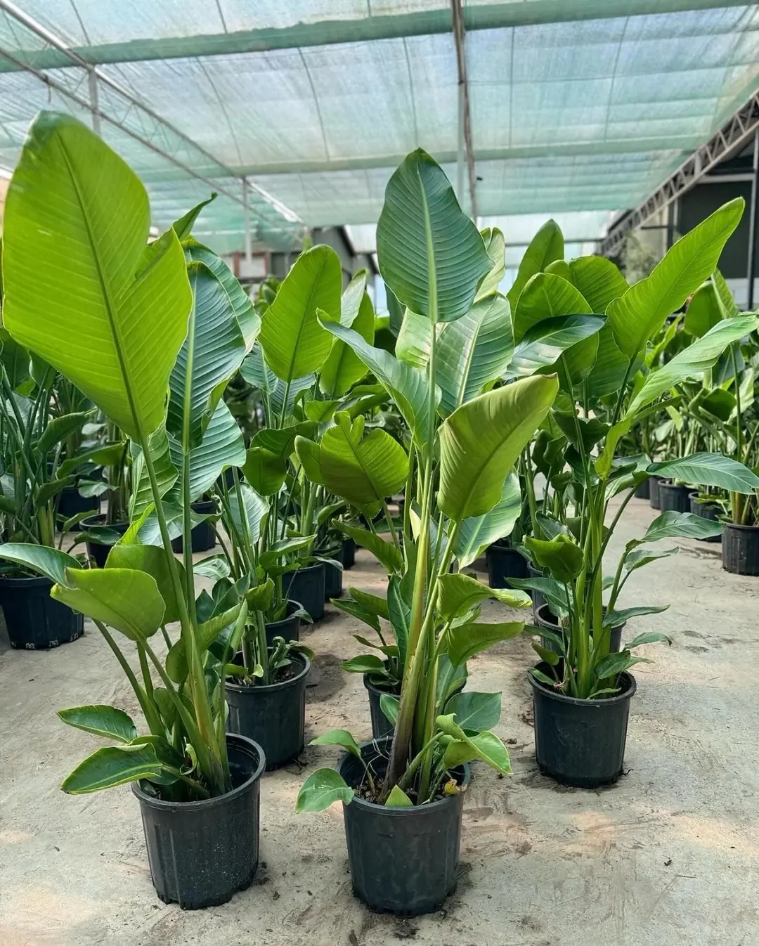  Starliçe (Strelitzia Nicolai) Bitkisi 3 Kök 150-160 cm  3