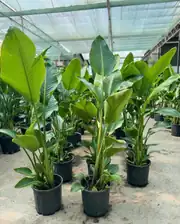 Starliçe (Strelitzia Nicolai) Bitkisi 3 Kök 150-160 cm  3