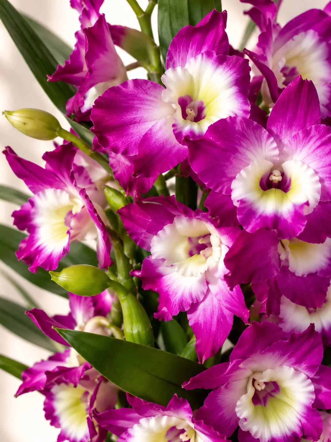 Dendrobium Mor Orkide 3