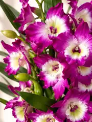Dendrobium Mor Orkide 3