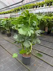  Monstera Deve tabanı (Monstera Deliciosa) Bitkisi 90-100 cm 3
