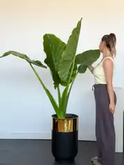 Alocasia Macrorrhizos – 150 cm Anaç Fil Kulağı | Premium Salon Bitkisi 3